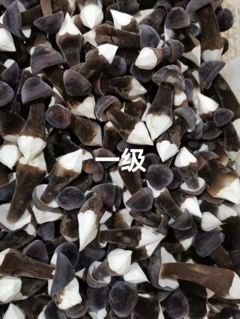 鸡枞菌
