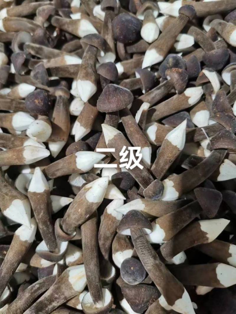 鸡枞菌