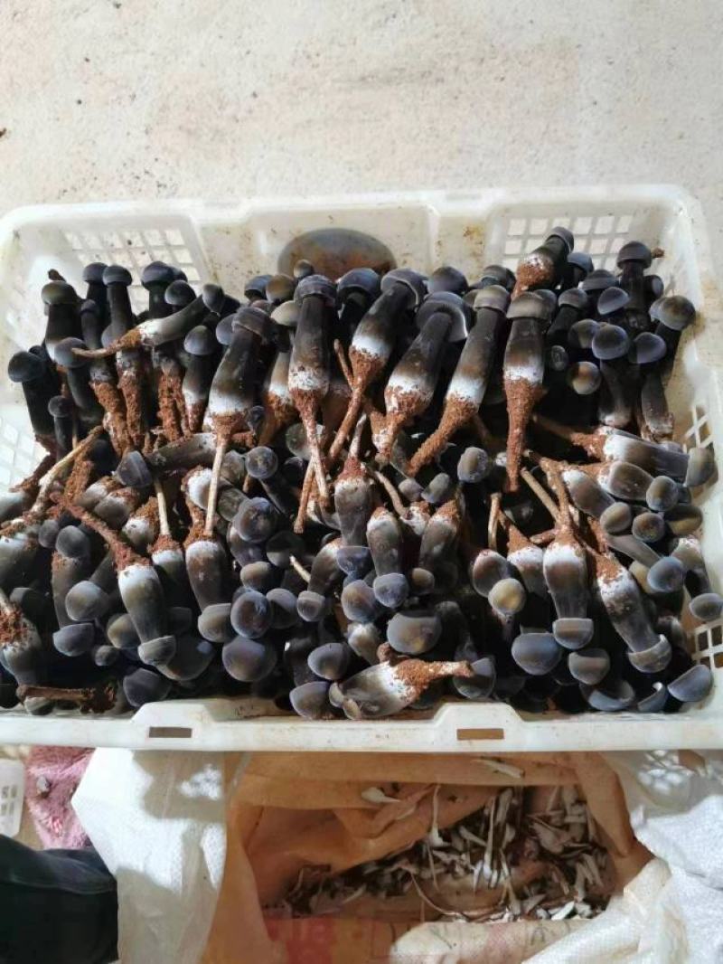 鸡枞菌