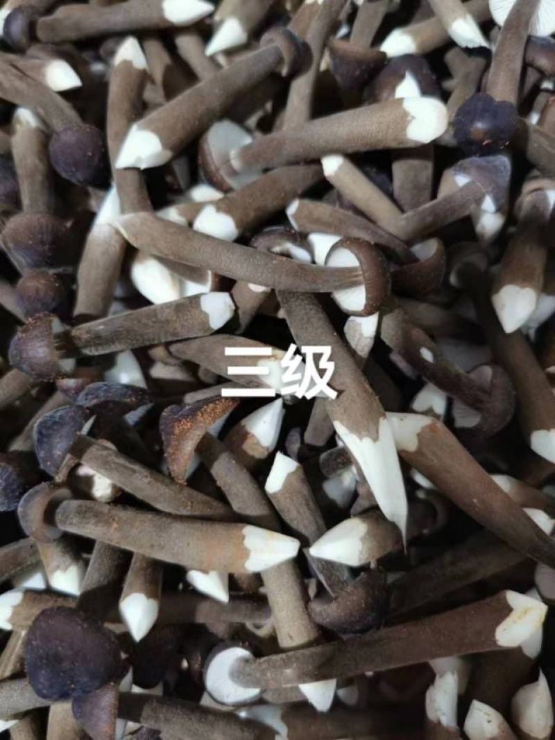 鸡枞菌