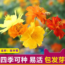 硫华菊种子黄色波斯菊花种子四季易种易活室外庭院景观