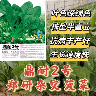 鼎耐2号杂交菠菜种子郑研杂交菠菜种子