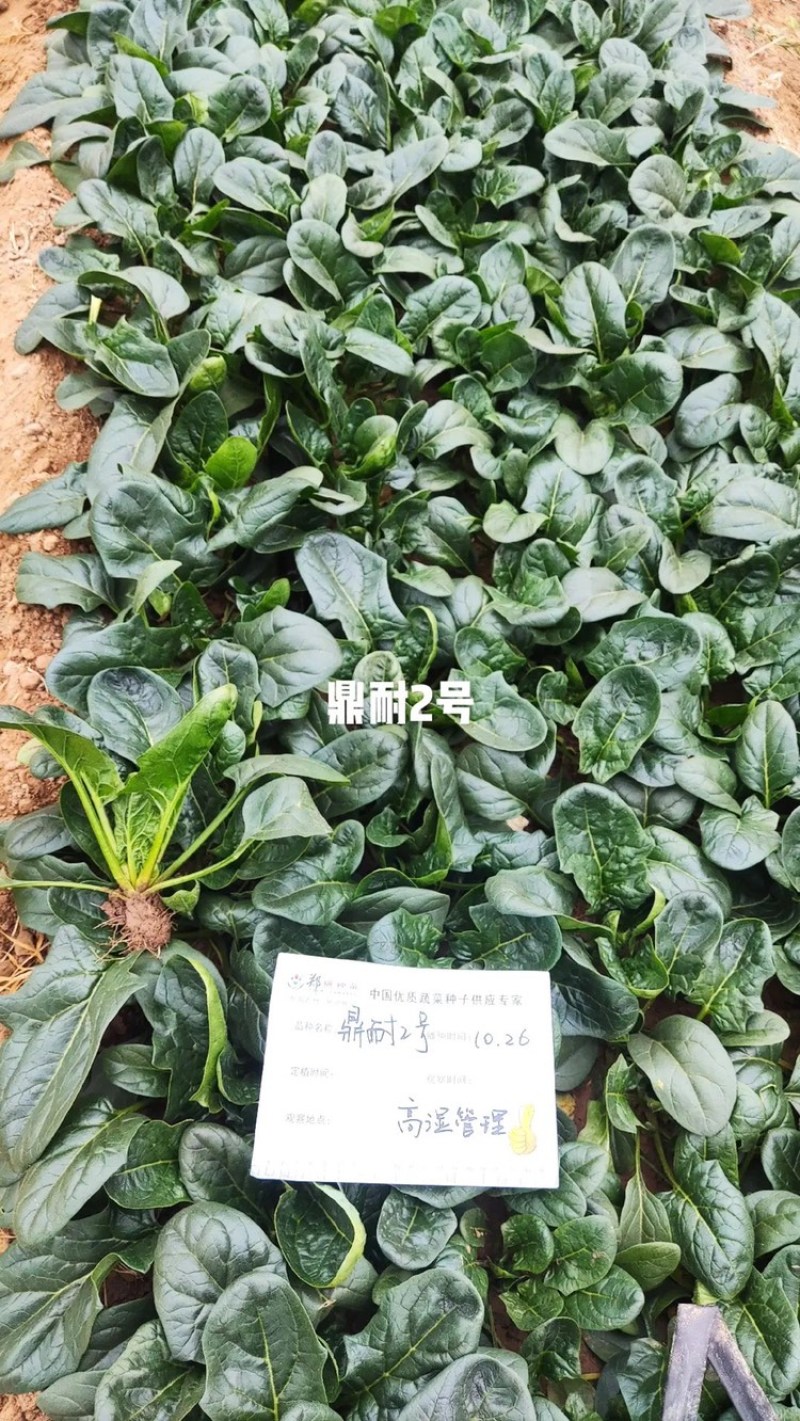 鼎耐2号杂交菠菜种子郑研杂交菠菜种子