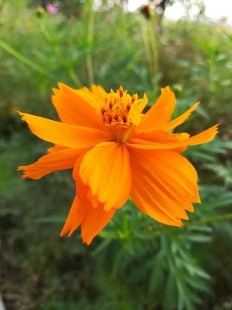 硫华菊种子黄色波斯菊花种子四季易种易活室外庭院景观