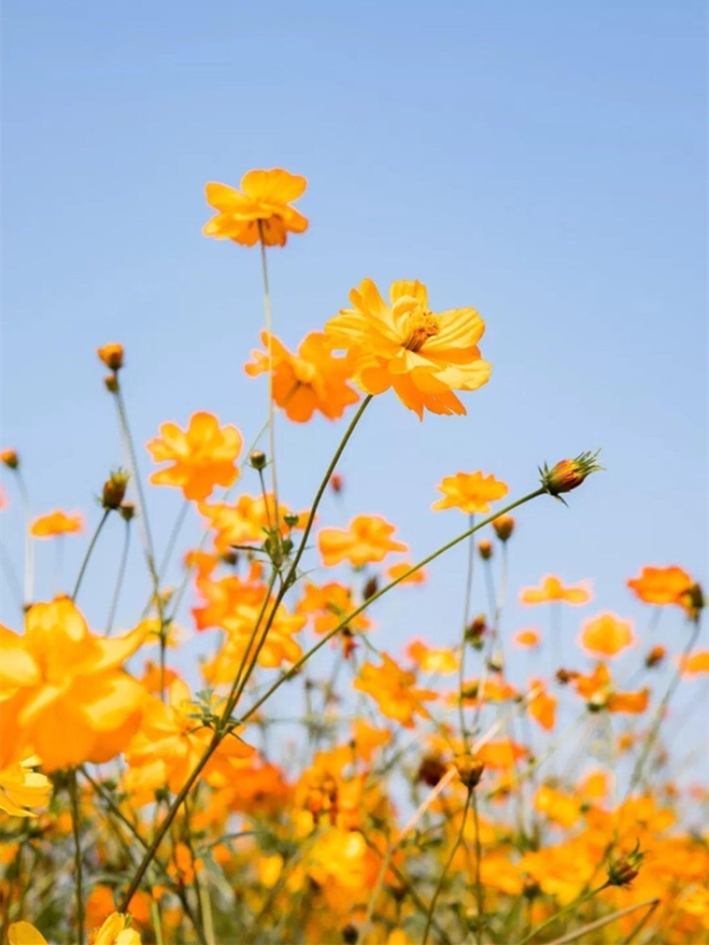 硫华菊种子黄色波斯菊花种子四季易种易活室外庭院景观