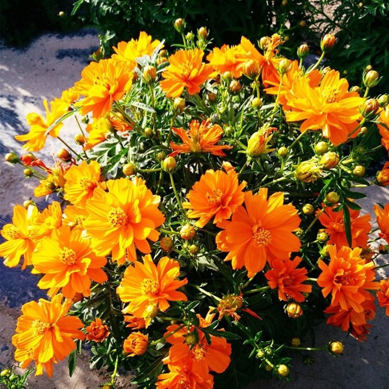 硫华菊种子黄色波斯菊花种子四季易种易活室外庭院景观