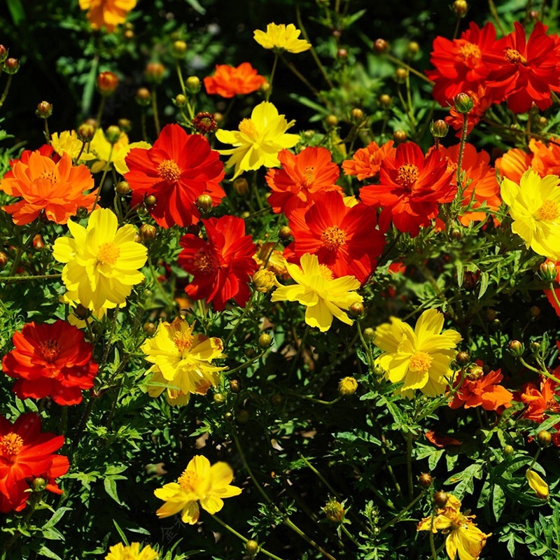 硫华菊种子黄色波斯菊花种子四季易种易活室外庭院景观