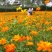 硫华菊种子黄色波斯菊花种子四季易种易活室外庭院景观