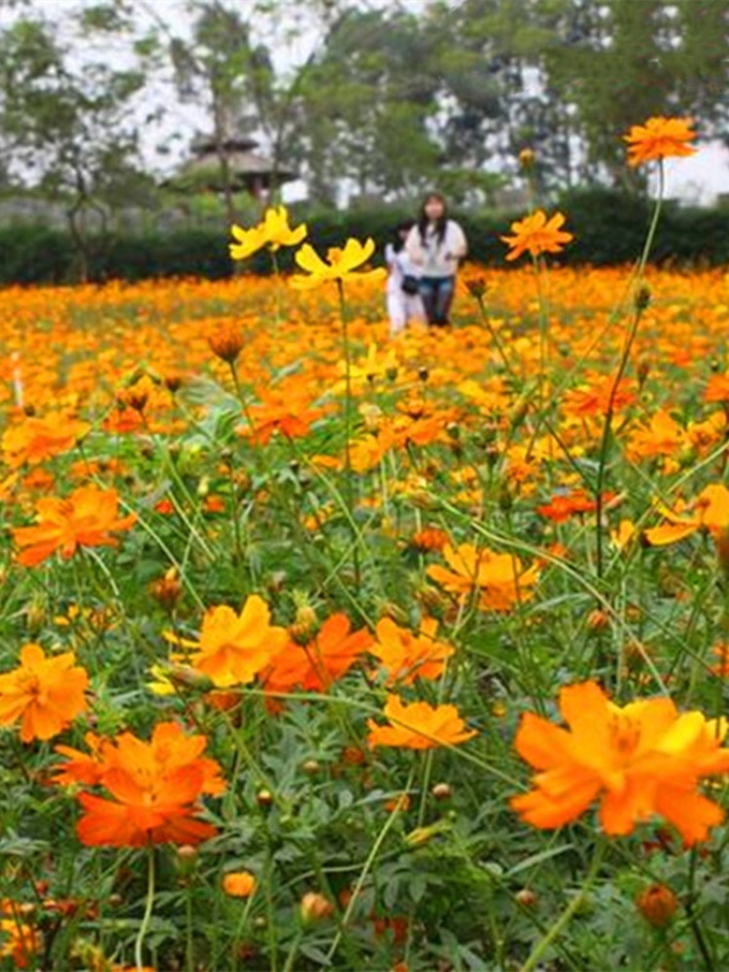 硫华菊种子黄色波斯菊花种子四季易种易活室外庭院景观