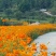 硫华菊种子黄色波斯菊花种子四季易种易活室外庭院景观