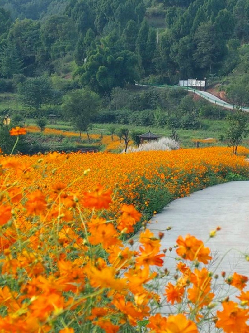 硫华菊种子黄色波斯菊花种子四季易种易活室外庭院景观