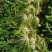 新鲜雪菜雪里蕻雪里红鲜菜芥菜