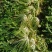 新鲜雪菜雪里蕻雪里红鲜菜芥菜