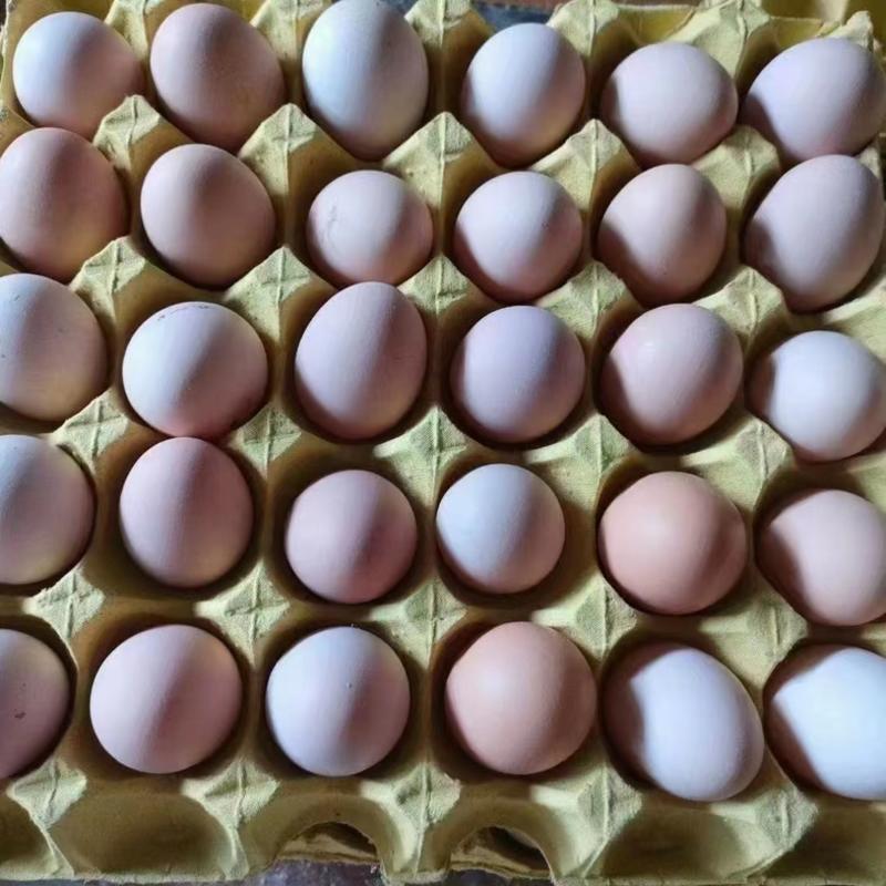 黑凤土鸡蛋双色加红又加黄营养价值高，支持视频看货基地实发