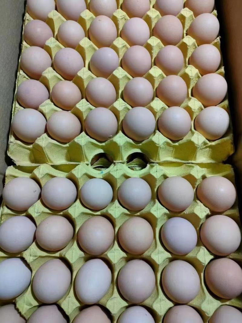 黑凤土鸡蛋双色加红又加黄营养价值高，支持视频看货基地实发