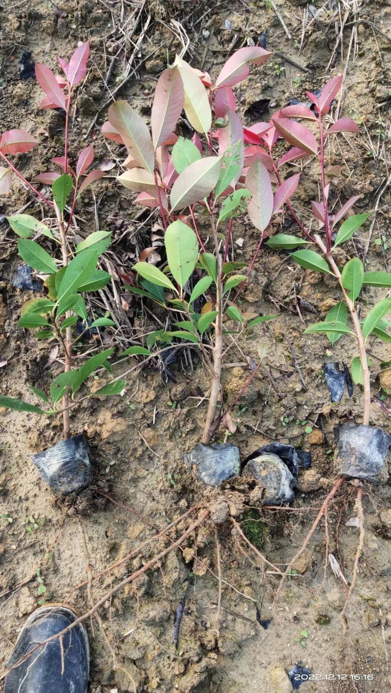 红叶石楠大小杯苗
