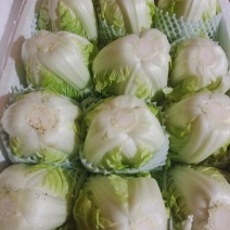 精品夏阳白菜大量上市，大白菜货源充足品质上乘量大优惠