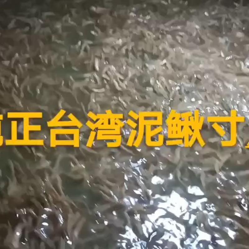 泥鳅苗，台湾泥鳅苗，提供养殖技术服务，量大可以免费送货。