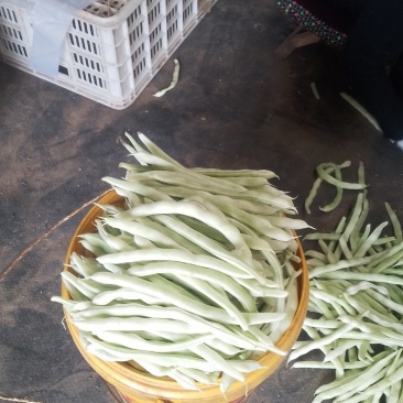 云豆