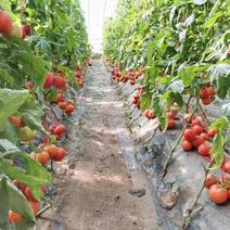 山东菏泽精品西红柿大量上市货源充足品质保证