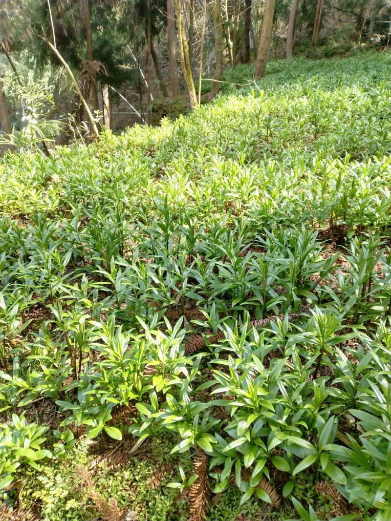 贝母/贝母种苗/鲜贝母/现挖发货/货源充足