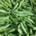豌豆青豌豆白豌豆荚大量上市，产地直发，量大从优
