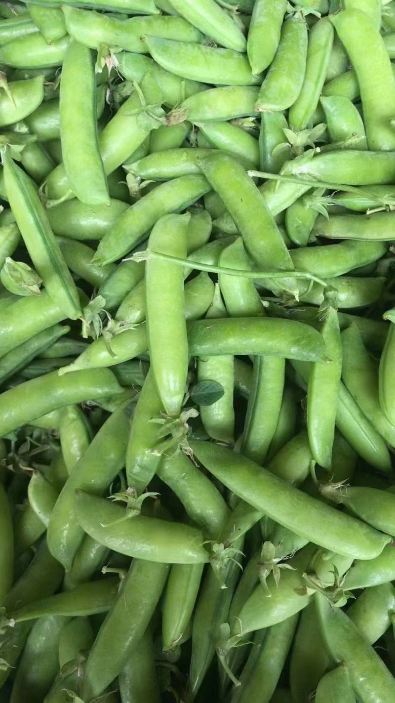 豌豆青豌豆白豌豆荚大量上市，产地直发，量大从优