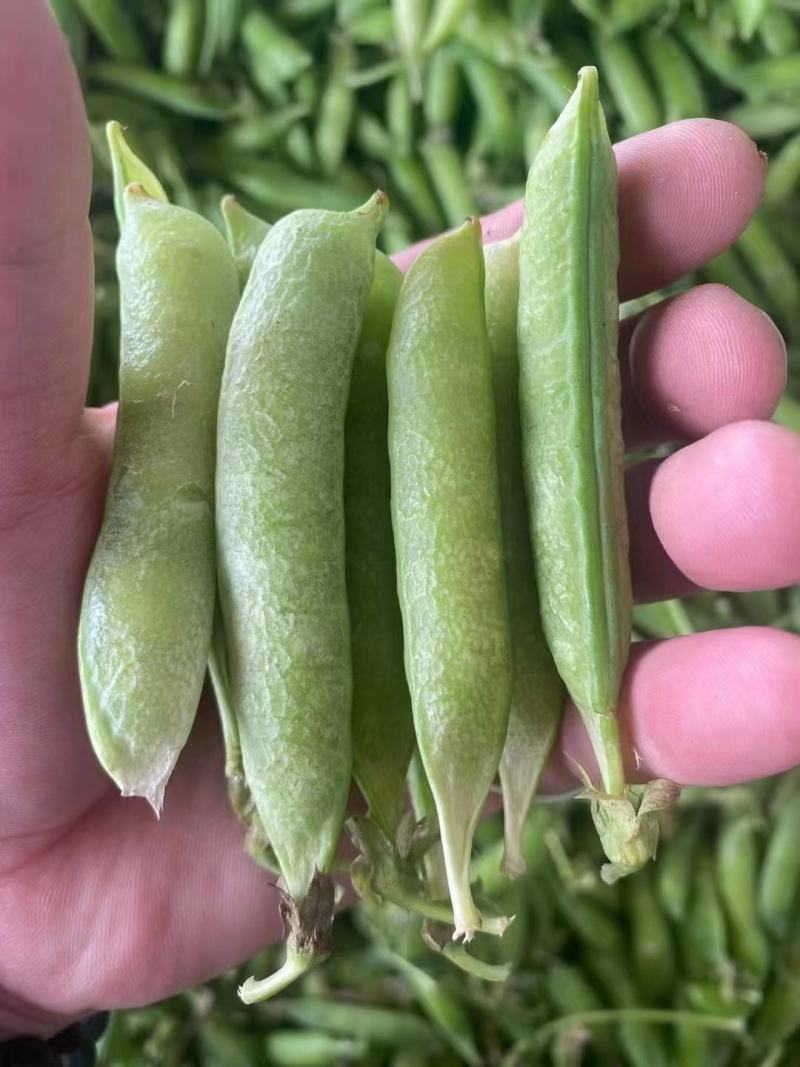 豌豆青豌豆白豌豆荚大量上市，产地直发，量大从优