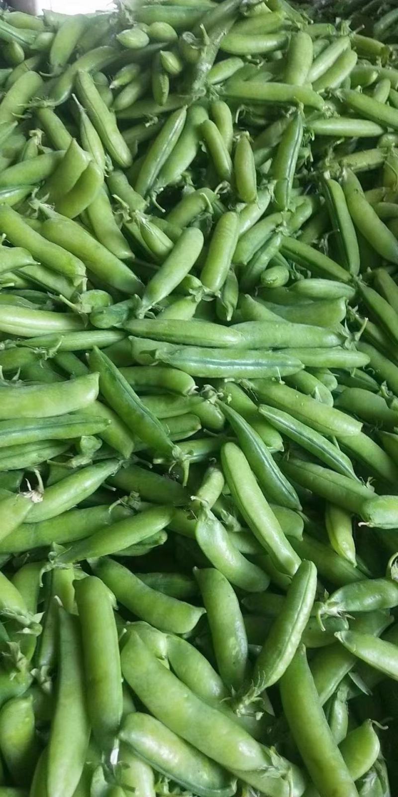 2025年豌豆现货大量供应豌豆荚，产地直发，量大从优