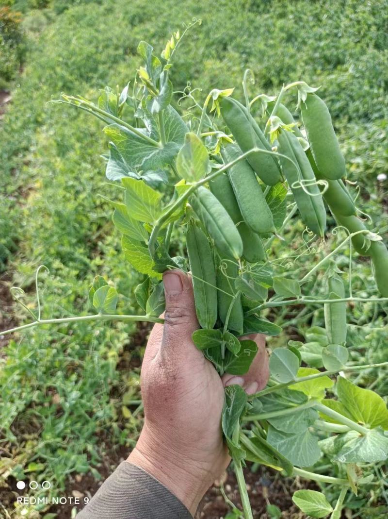 2025年豌豆现货大量供应豌豆荚，产地直发，量大从优