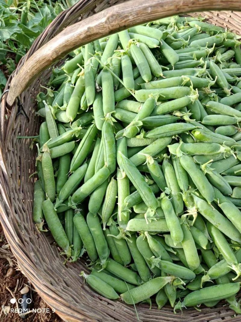 2025年豌豆现货大量供应豌豆荚，产地直发，量大从优