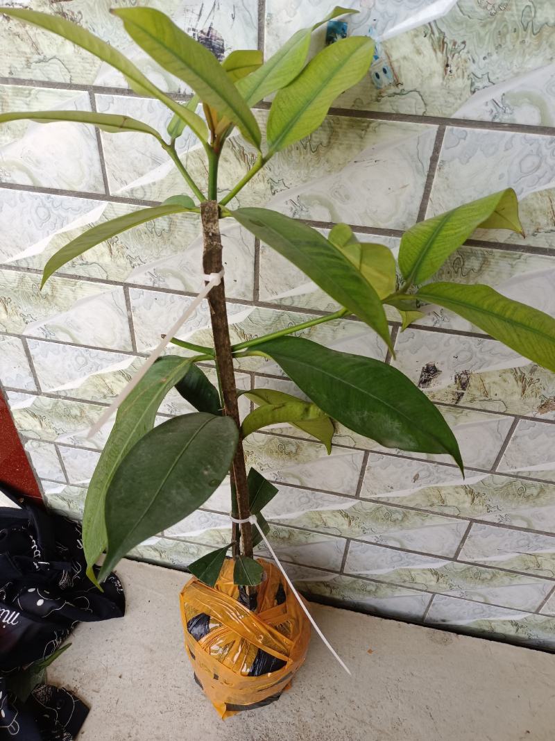 山竹苗无籽的紫皮白肉山竹苗，营养杯苗