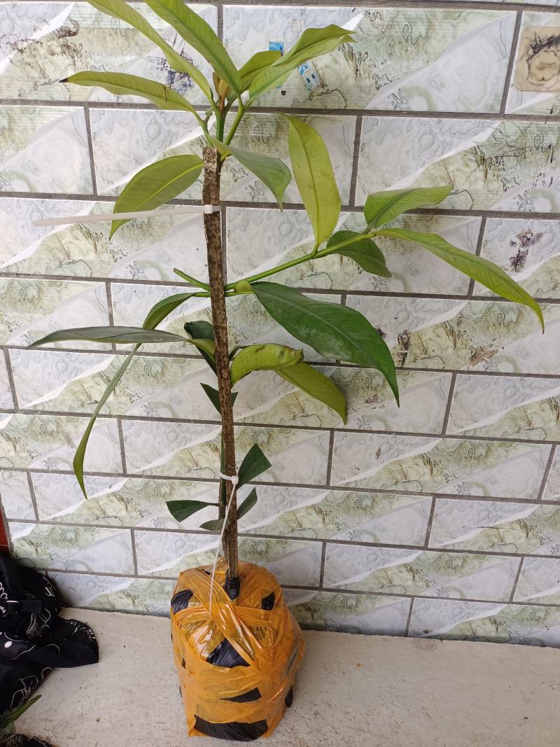山竹苗无籽的紫皮白肉山竹苗，营养杯苗