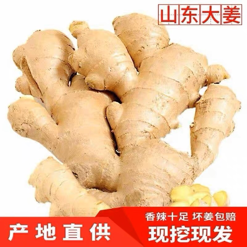 【实力商家】正宗山东大姜，品质无忧，可长年大量供货～