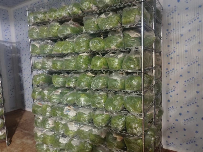 沙葱，精品沙葱，甘肃沙葱，新鲜沙葱品质保证，全年有货全国发货
