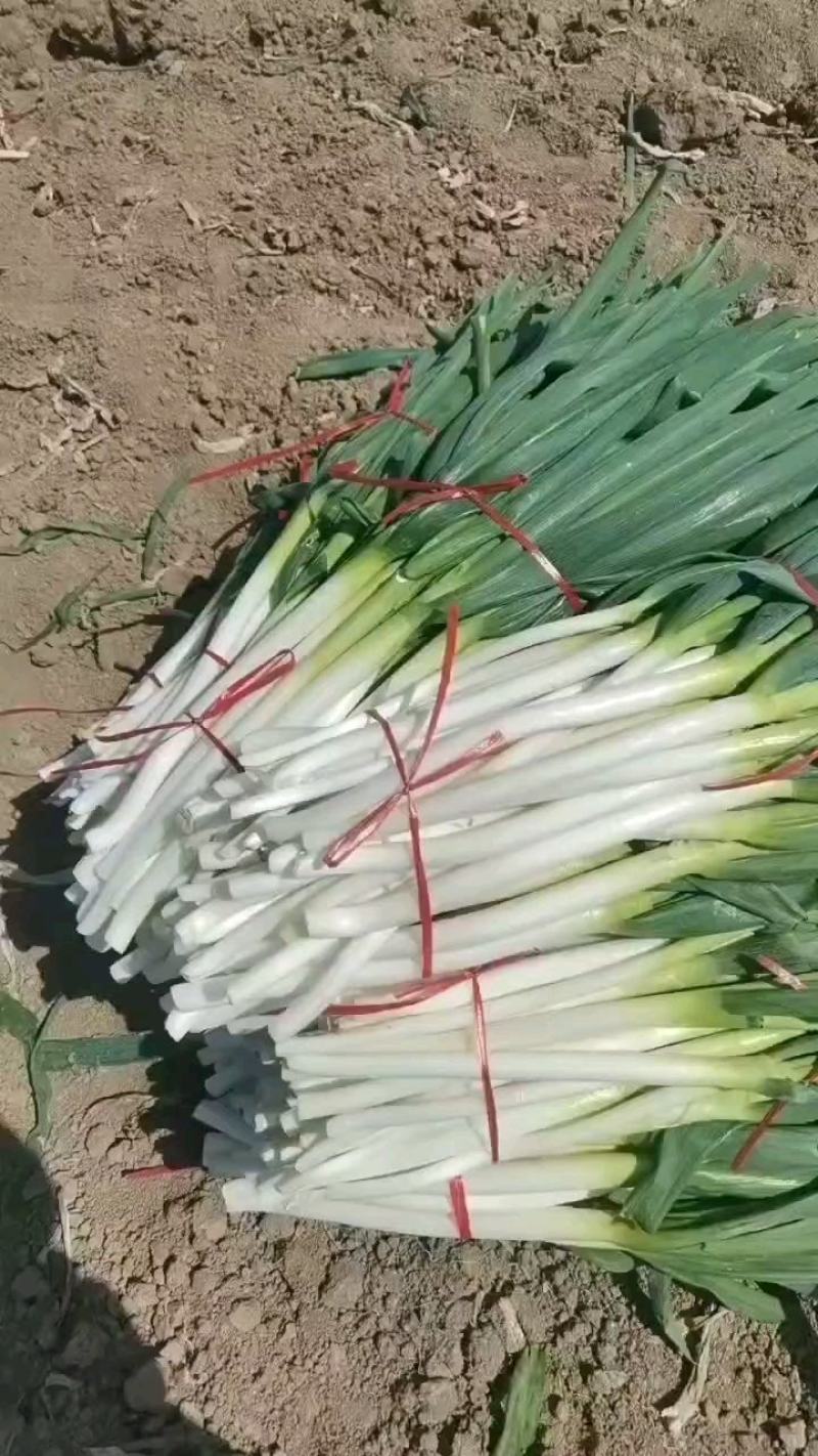 铁杆大葱，长白大葱南阳大葱支持走脱水叶面佳量大从优