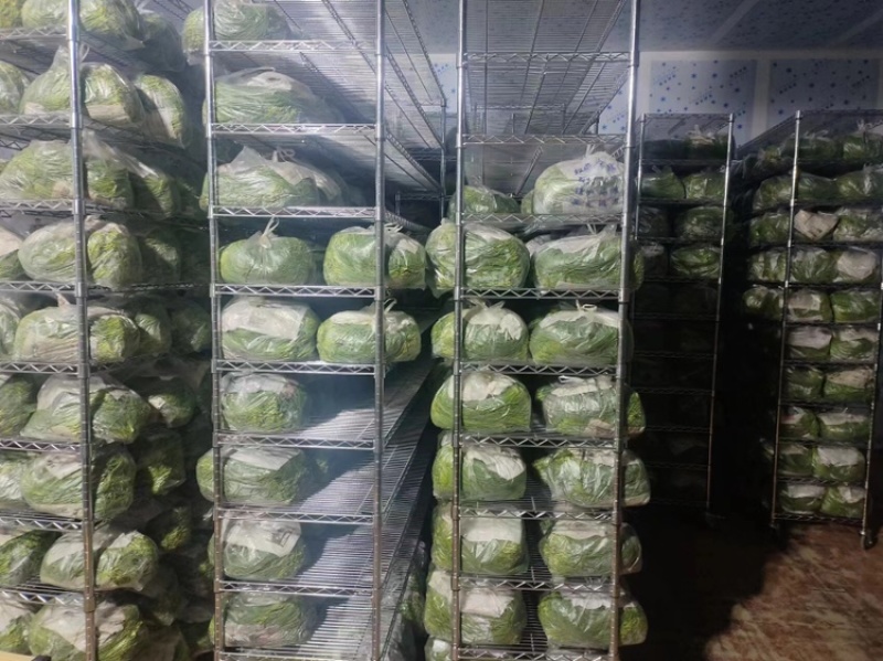 沙葱，精品沙葱，甘肃沙葱，品质保证，全年有货全国发货