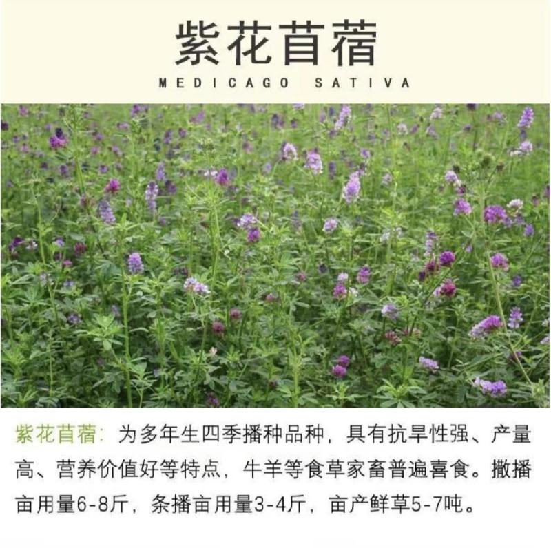 四季牧草杂交狼尾草多年生高产牧草耐寒耐寒早熟眼熟杂交王