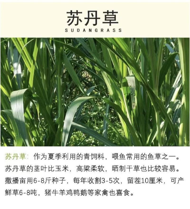 四季牧草杂交狼尾草多年生高产牧草耐寒耐寒早熟眼熟杂交王