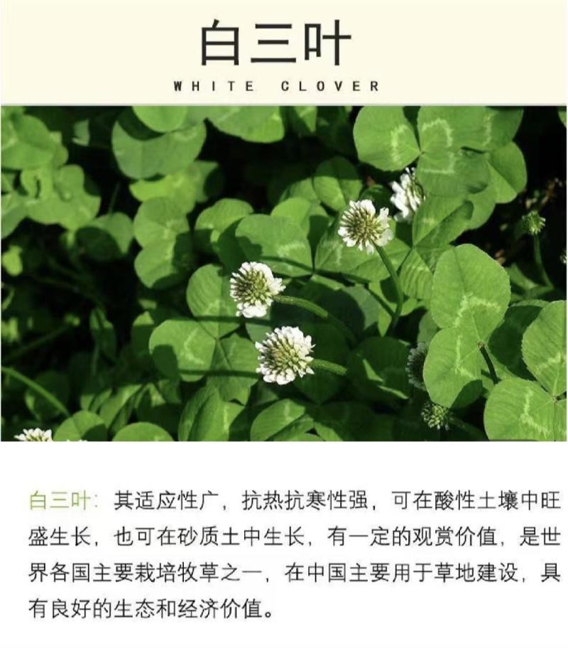 四季牧草杂交狼尾草多年生高产牧草耐寒耐寒早熟眼熟杂交王