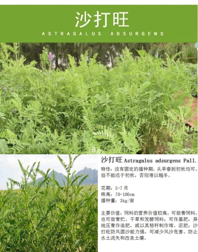 四季牧草杂交狼尾草多年生高产牧草耐寒耐寒早熟眼熟杂交王