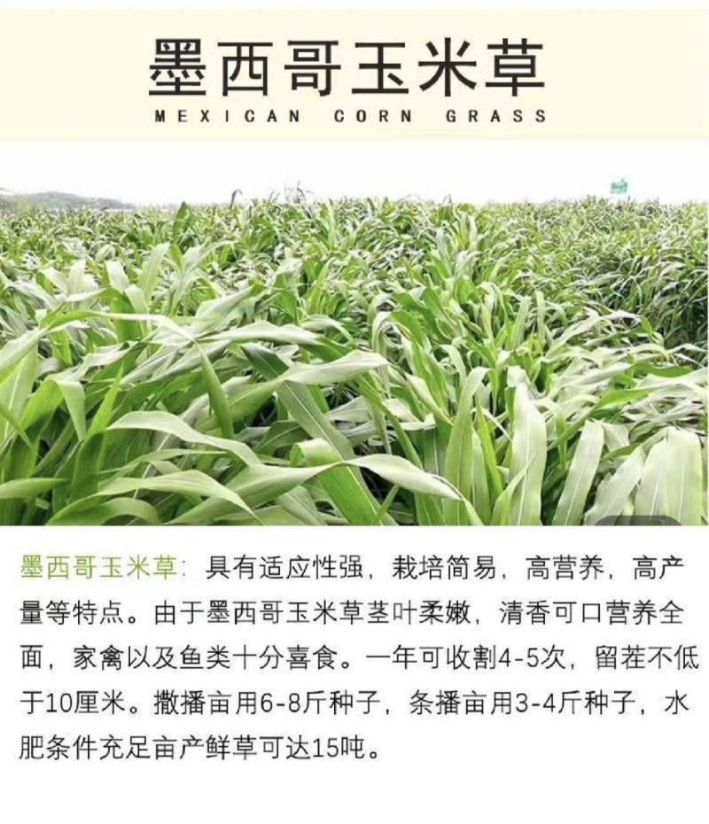 四季牧草杂交狼尾草多年生高产牧草耐寒耐寒早熟眼熟杂交王