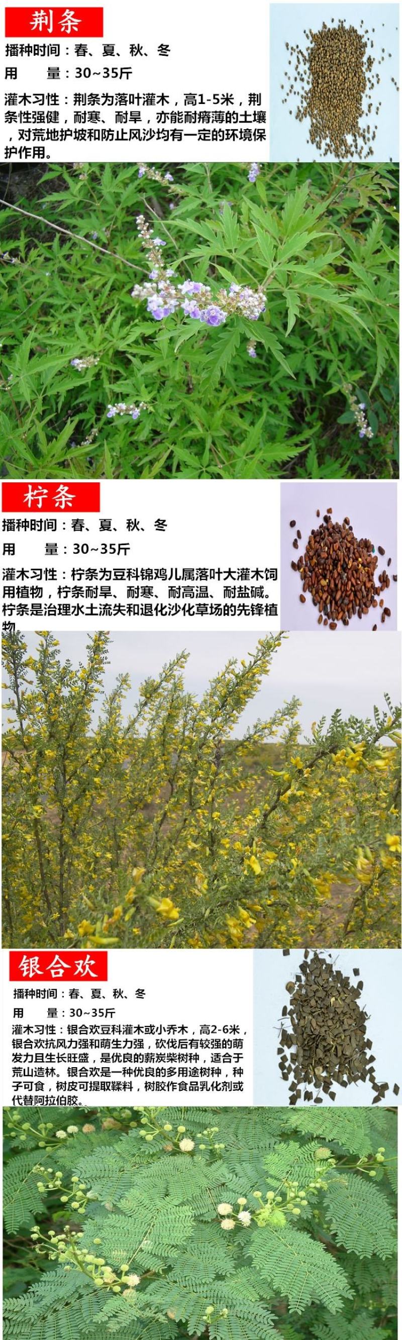 四季牧草杂交狼尾草多年生高产牧草耐寒耐寒早熟眼熟杂交王