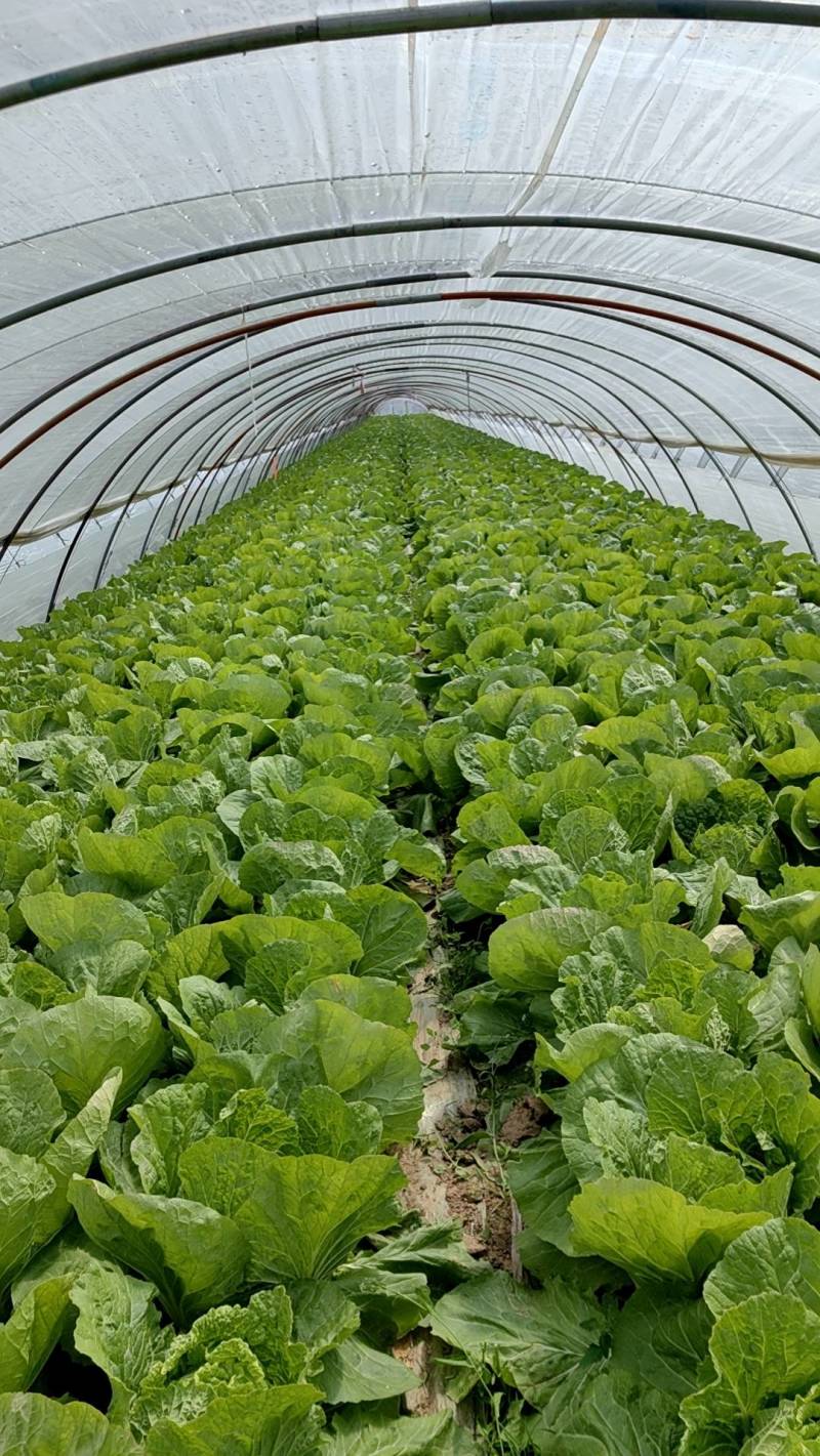 东台本地大棚白菜大量上市中，质量好价格便宜