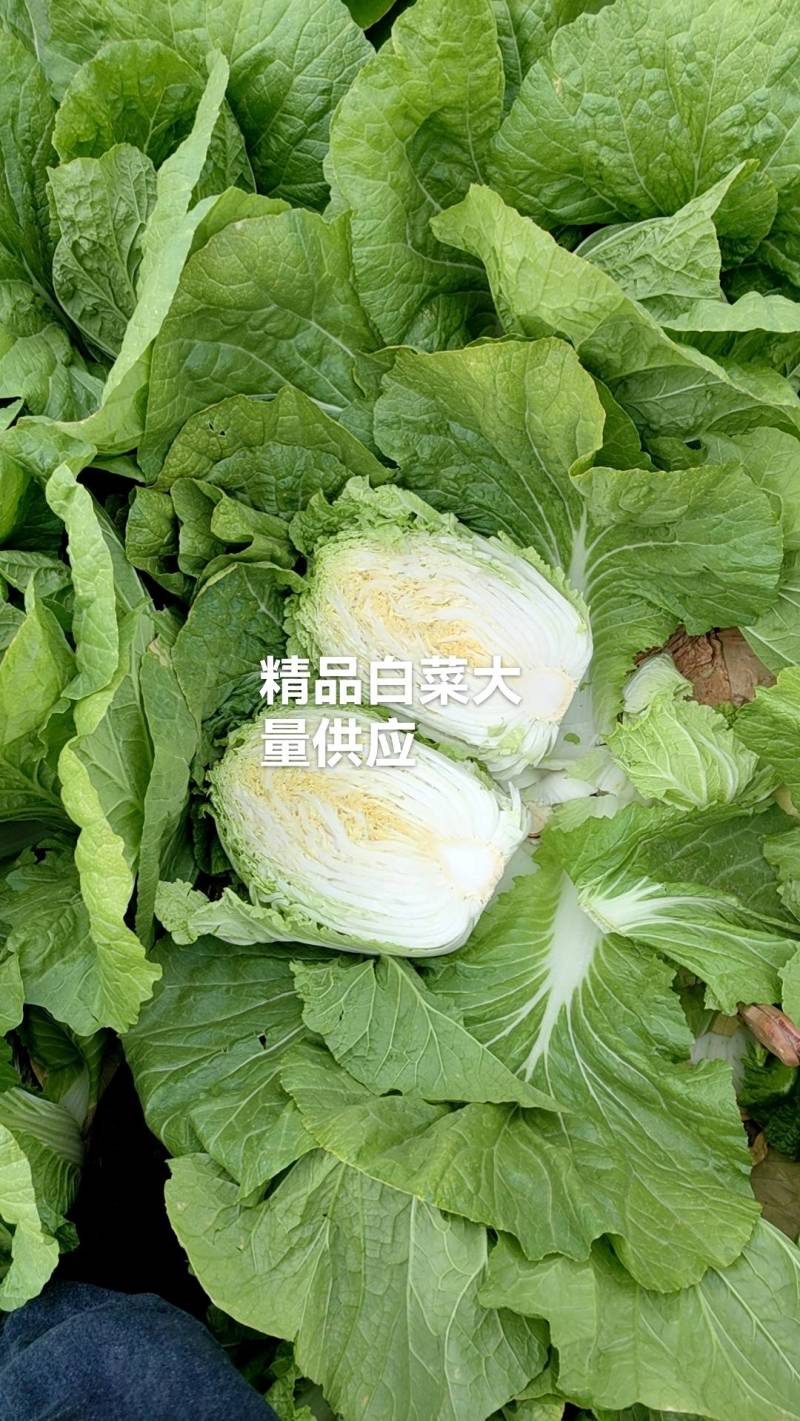 东台本地大棚白菜大量上市中，质量好价格便宜