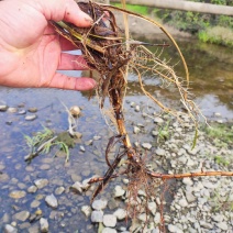 野生水菖蒲苗