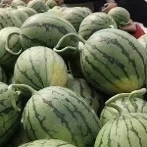 精品8424西瓜一手货源货源充足对接批发市场商超等