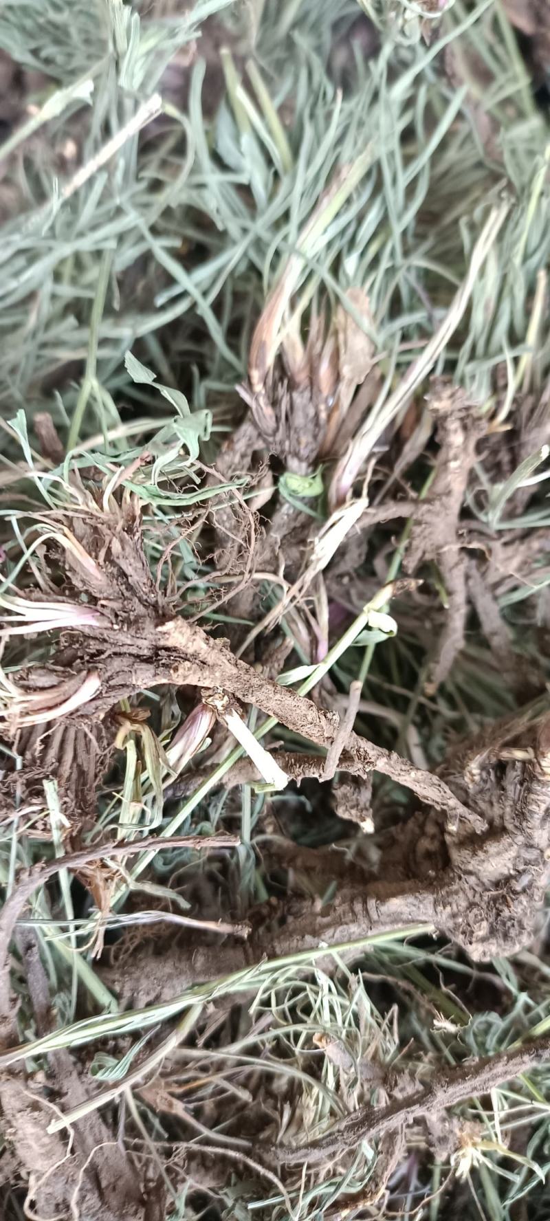 青海柴胡，手选柴胡个，足斤足量，质量保证，欢迎选购