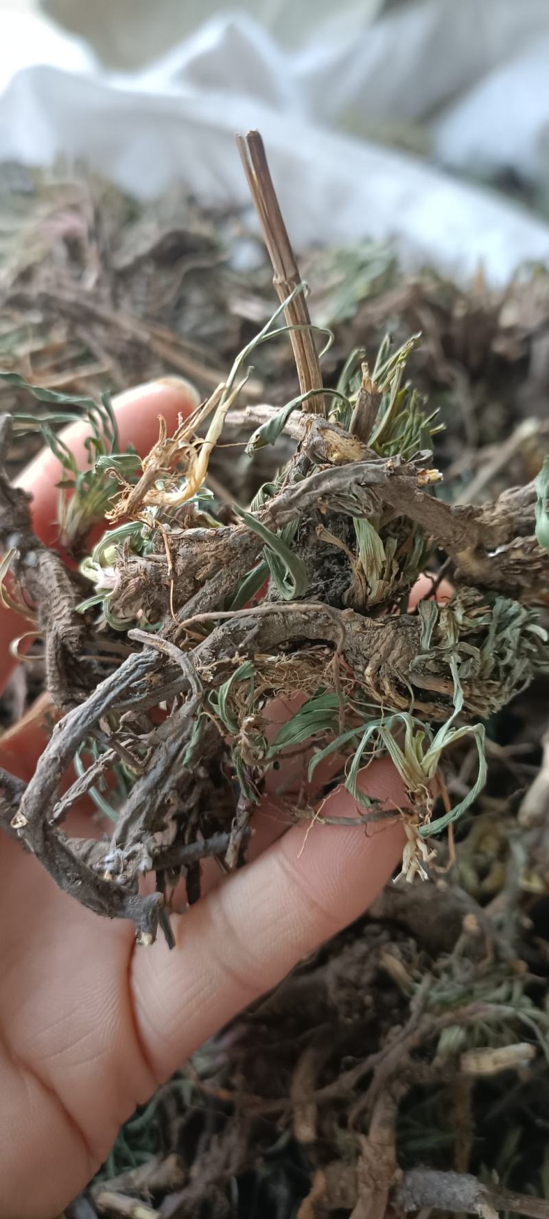 青海柴胡，手选柴胡个，足斤足量，质量保证，欢迎选购