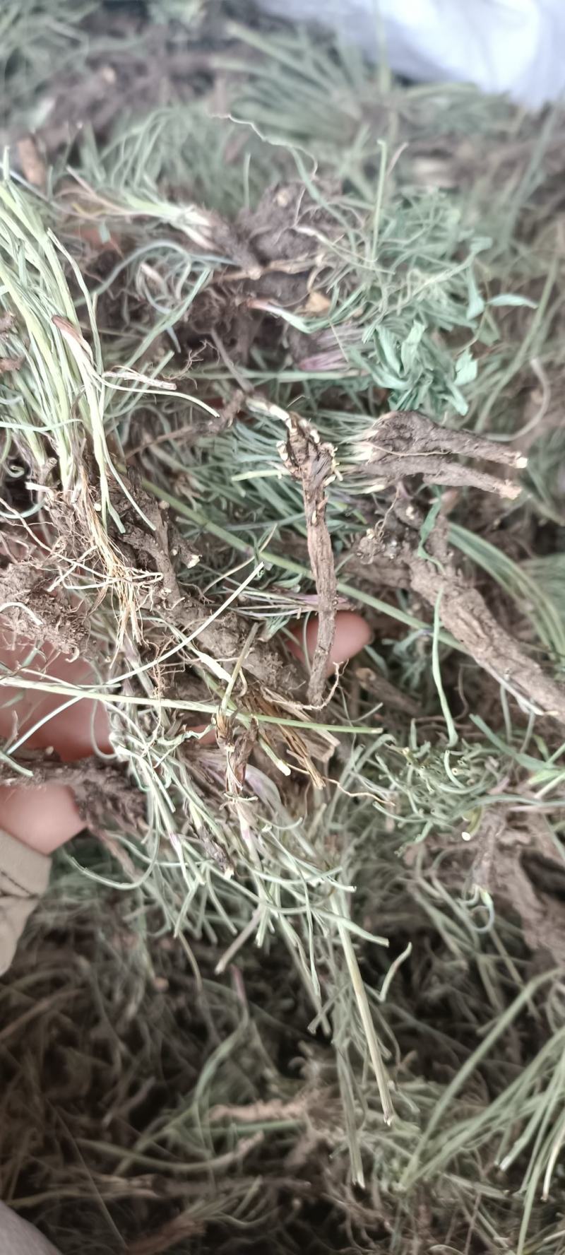 青海柴胡，手选柴胡个，足斤足量，质量保证，欢迎选购
